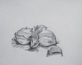 Garlic Cloves pencil drawing is ready to frame. Just the bit of original artwork your kitchen needs. Garlic is a member of the lily family.