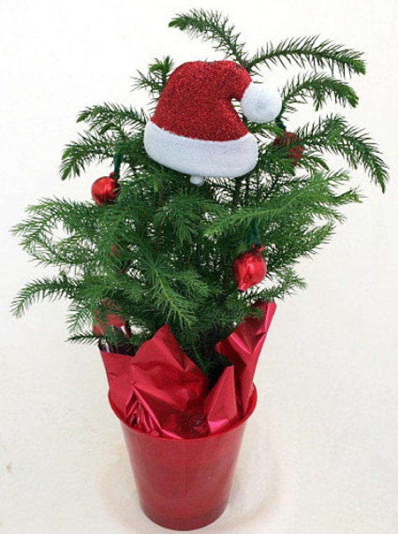 Norfolk Island Pine Decorated The Indoor by HirtsGardens on Etsy
