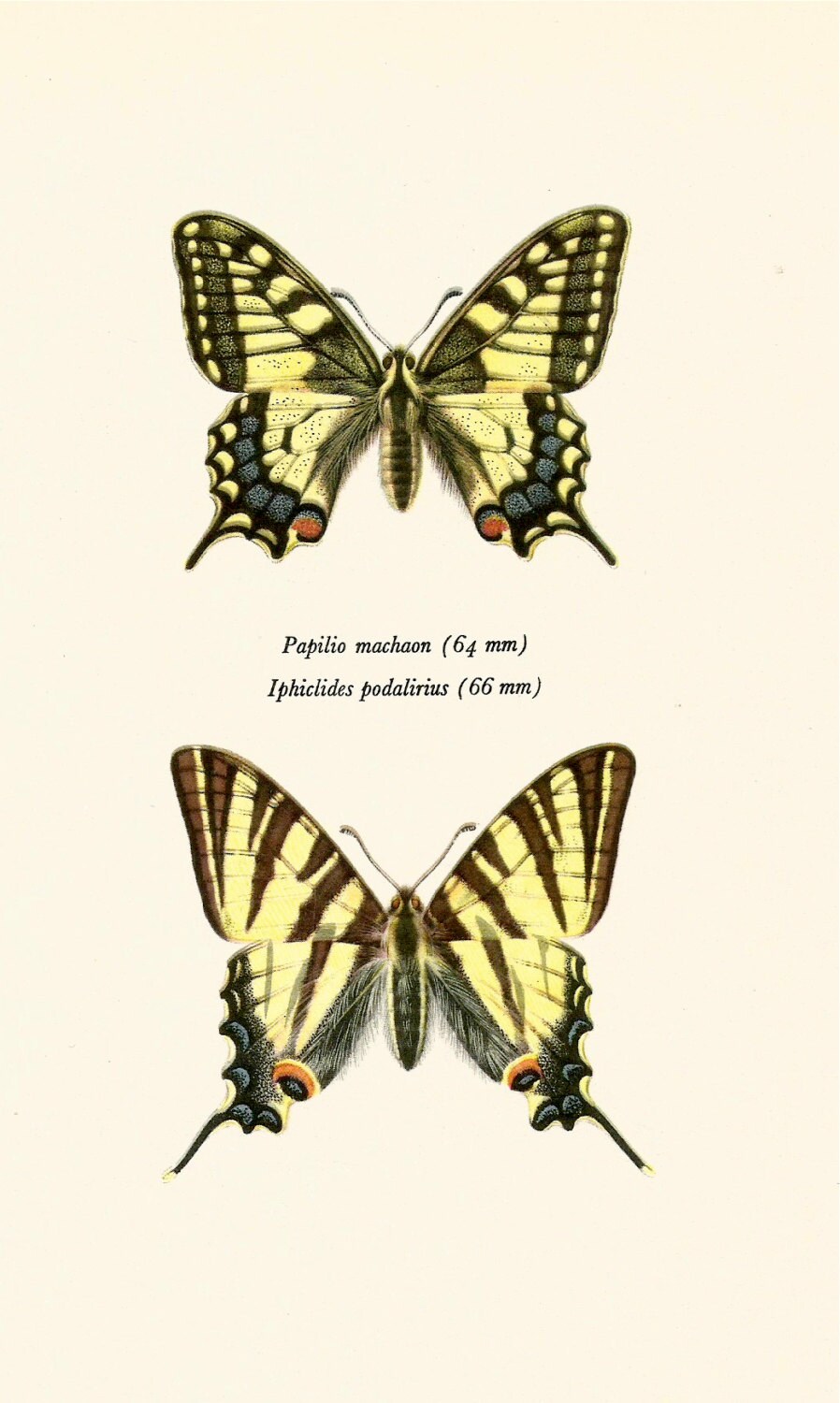 BUTTERFLY ART PRINT Swallowtail and Scarce Swallowtail Vintage