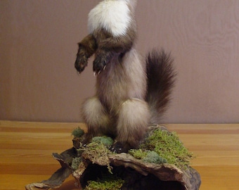 New reduced price! Life-size Stone Marten Taxidermy Mount, animal mounts, home decor, taxidermy
