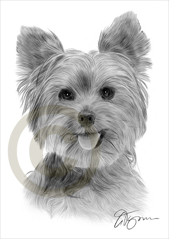 Image Result For Yorkshire Terrier Drawing Easy