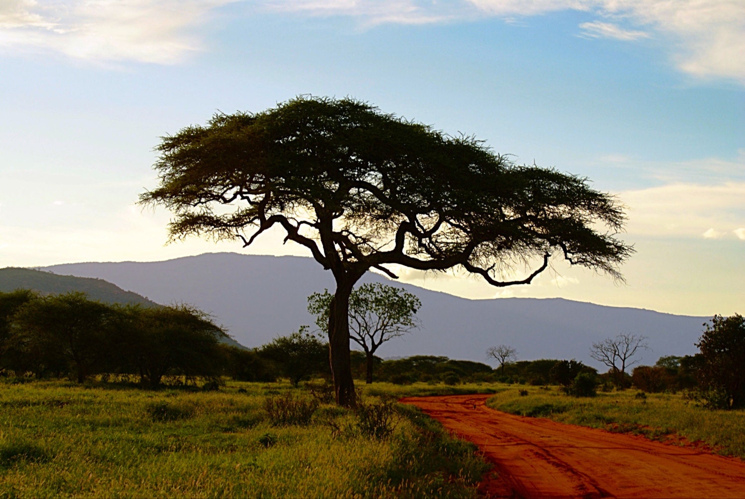 Kenya Photography Kenya Landscape Countryside Trees