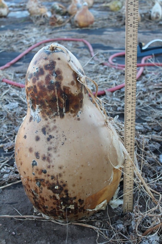 Big African Wine Kettle Gourd Seeds by RockyMountainGourds on Etsy