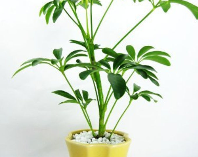 Hawaiian Umbrella Schefflera Tree - Ceramic yellow color Pot and Pebbles  (FREE SHIPPING)