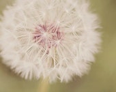 Nature Photography dandelion weed white fluffy soft green pale faded photograph home decor wall art fine art print photo summer