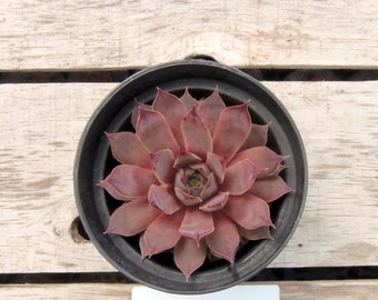 Old Rose Sempervivum Plant, Hens and Chicks, Extremely Cold Hardy Succulent