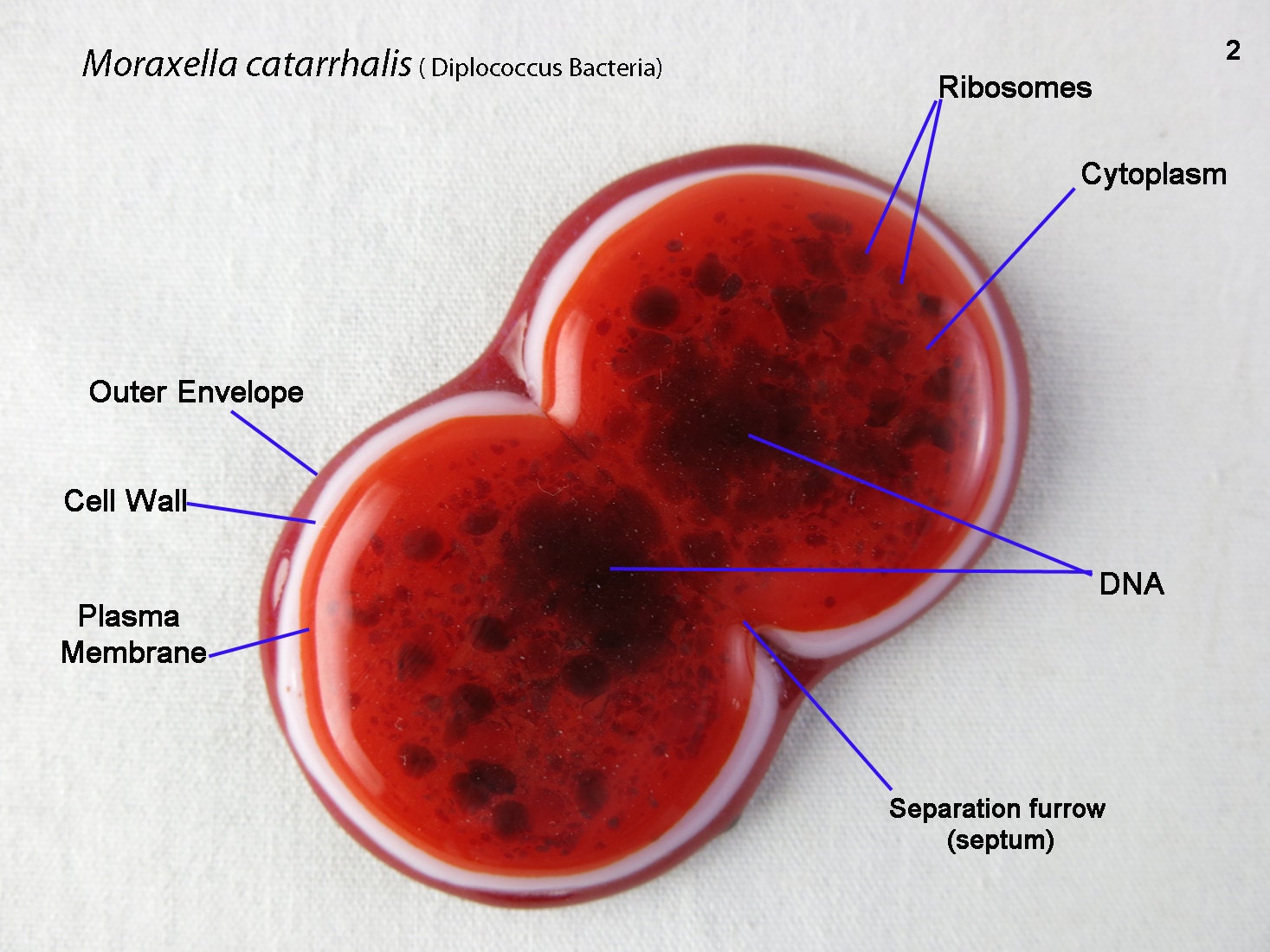 Moraxella catarrhalis Bacteria Fused Glass Magent