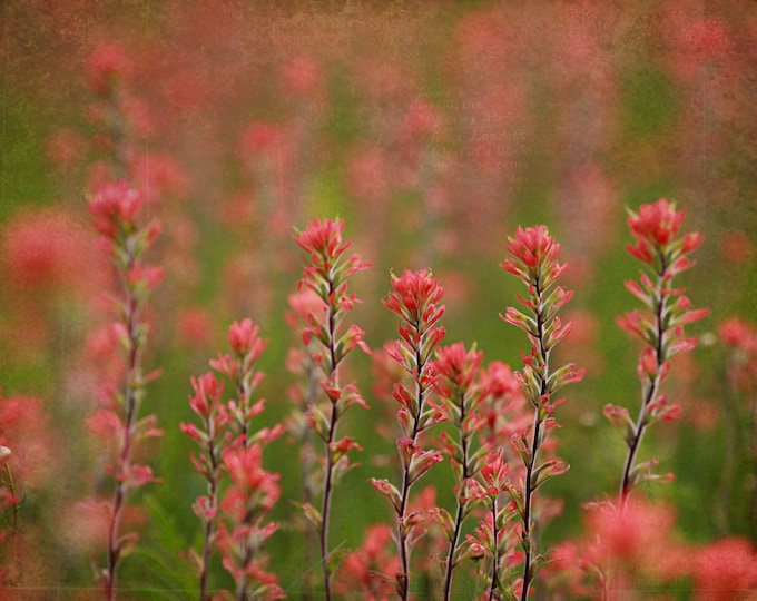 Flower Photography- INDIAN PAINTBRUSH- pink flowers, spring, light, pink, sunlight, textures, flowers, mauve, valentine, mothers day
