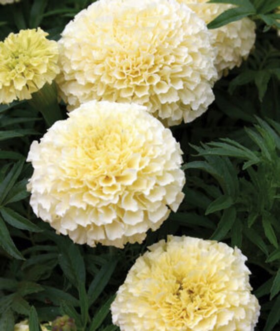 SALE Marigolds Pale Cream Yellow Annual Heirloom by