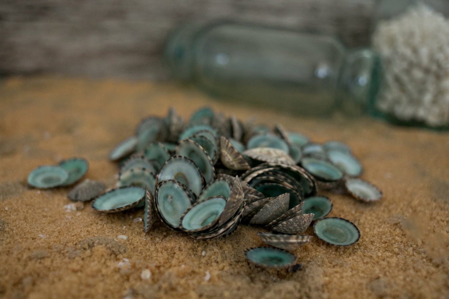 Beach Decor Seashells Turquoise Sea Shells 20 pcs Small