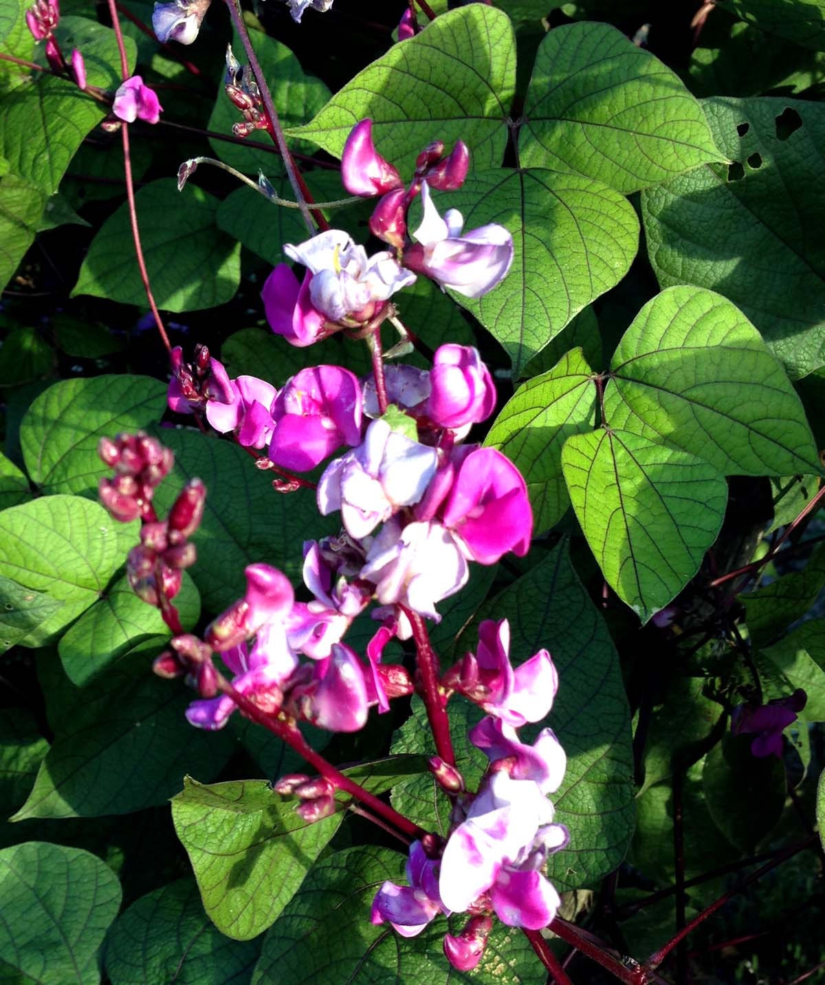 Hyacinth Bean Vine Purple Hyacinth Bean Seeds 15 Lablab