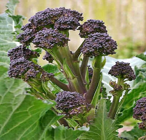 Early Purple Sprouting Heirloom Broccoli by