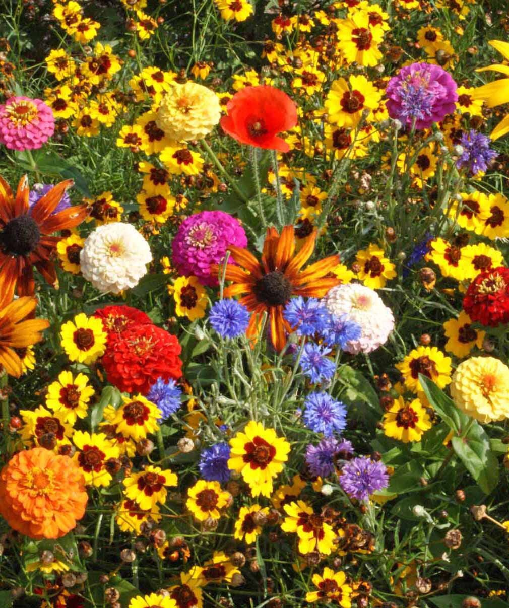 Wildflower Seeds Easy to Grow Flowers Childrens Garden Mix