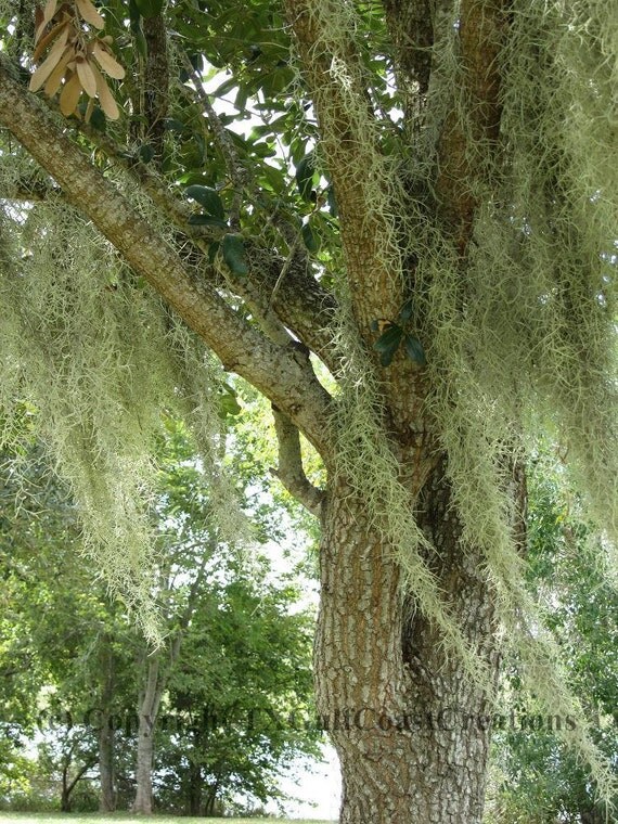 Spanish Moss in Magnolia Tree Greenery Nature Photography
