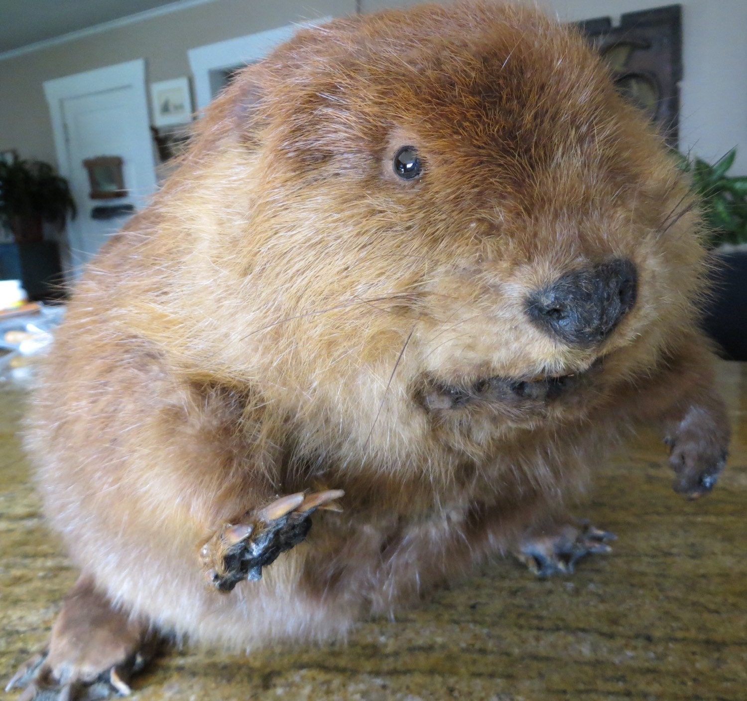 full body beaver mount