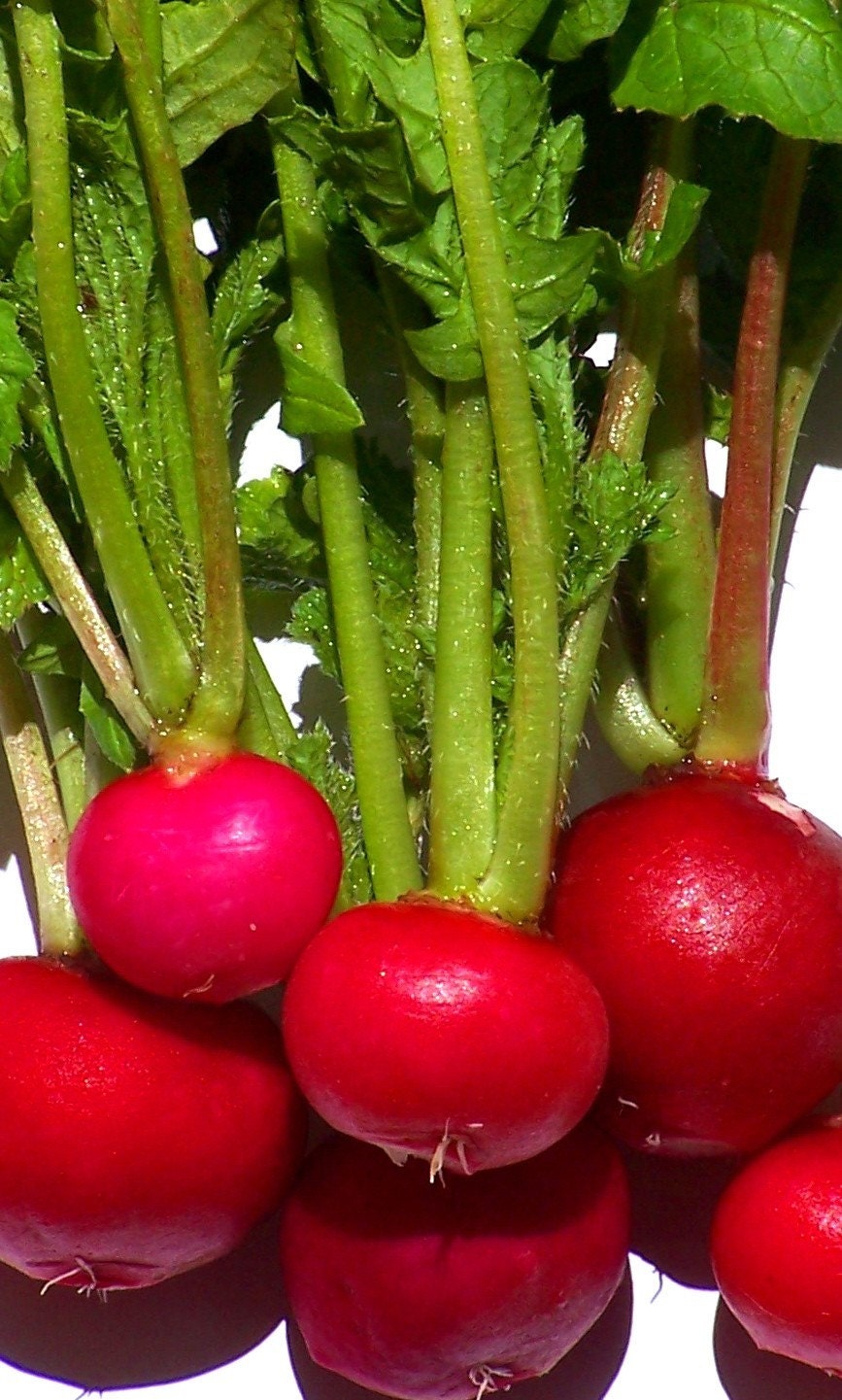 500 Bulk Radish Seeds Crimson Giant Heirloom Radishes