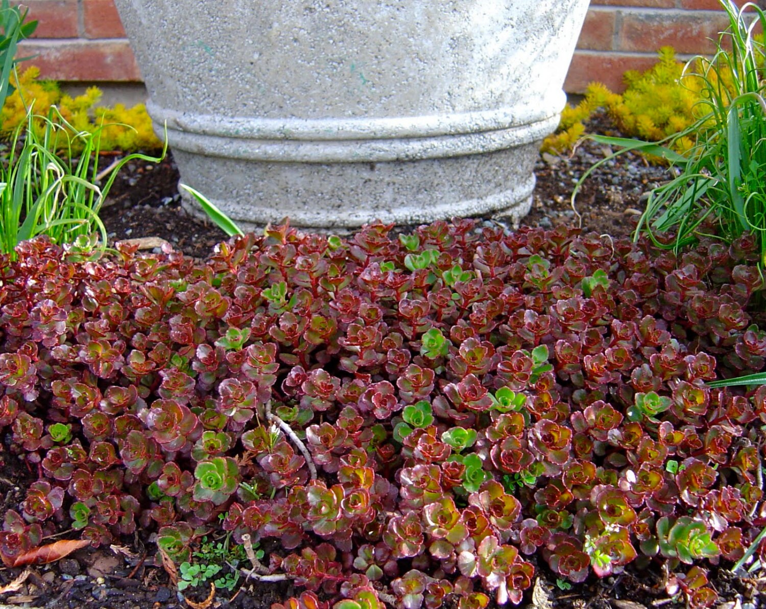 Sedum Seeds Purple Carpet Spurium Coccineum SUCCULENT