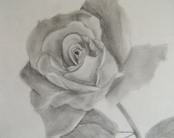 Hand-sketched Rose
