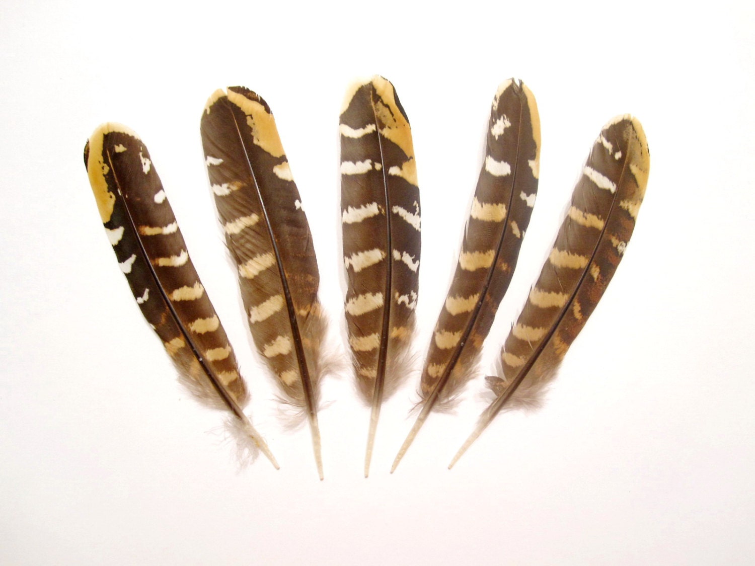 Selected Reeves Pheasant Wing Feathers Exotic Feathers