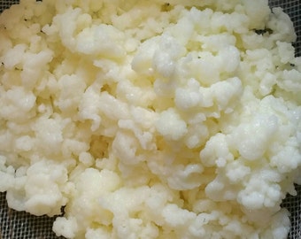Fresh Milk Kefir Grains Bulgaros Probiotic Live Culture, Heirloom Starter, Make Cheese DIY, Tibetan Mushroom, Raw