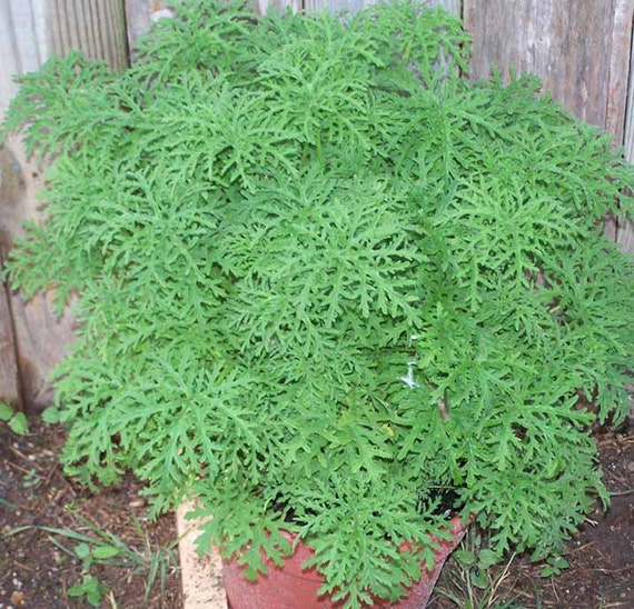 3 Citronella Plants in 4 Inch Pots . Mosquito Plant/Deodorant