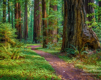 Large Canvas, Redwood Tree Print, California Redwood , Rustic Art ...