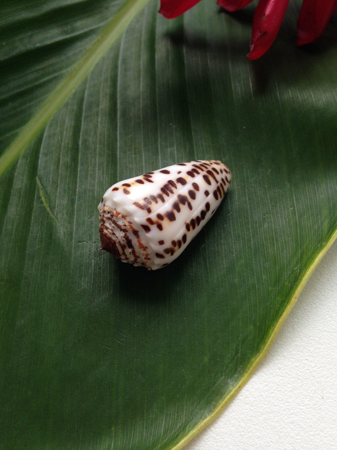 Hawaii Sea Shells Kauai Specimen Flea Bite Cone Gem of the Sea