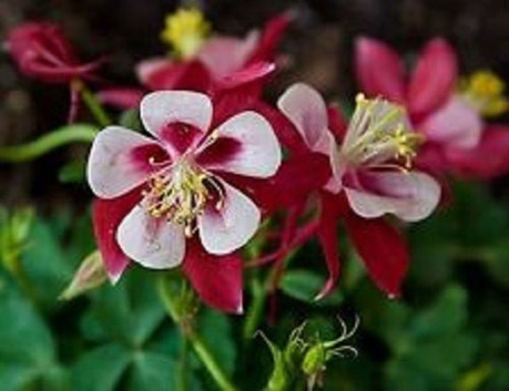 Aquilegia Red Star Columbine Flower Seeds / by YouMakeMeSmileSeeds