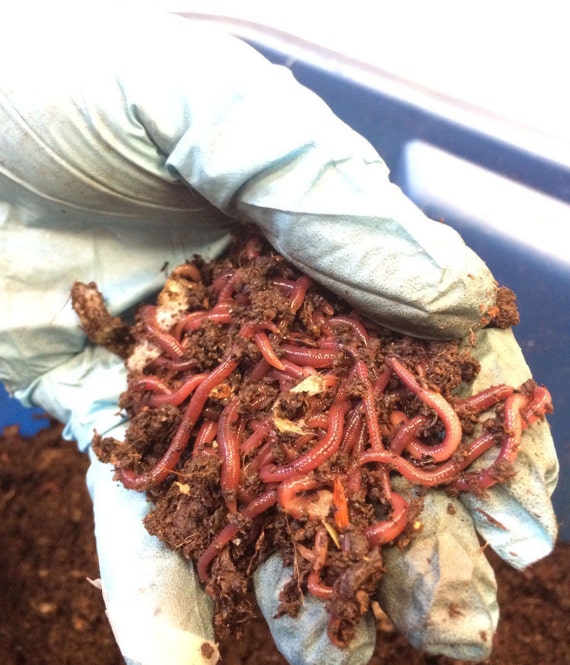 download red wiggler composting worms