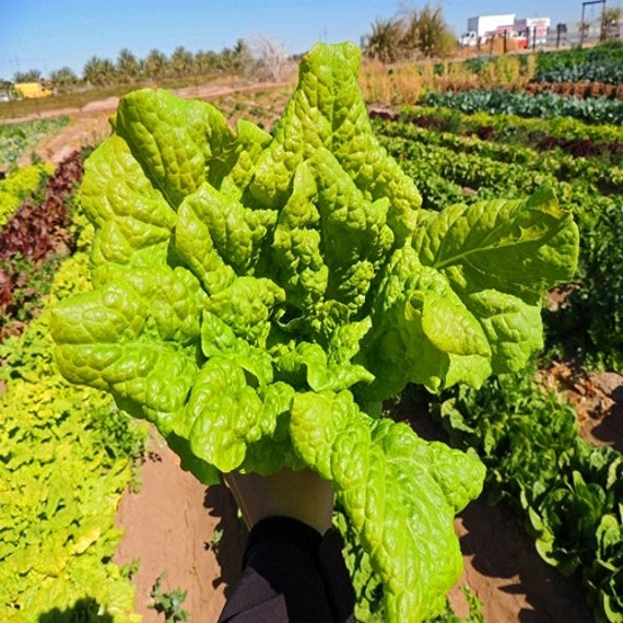 200 Lettuce Black Seeded Simpson Vegetable by UnderTheSunSeeds