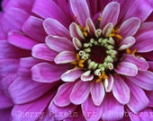 FREE SHIPPING Beautiful Purple Macro Flower Photograph - 5x7 or 8x10 Prints, Framed Options, 11x14 Canvas Transfers