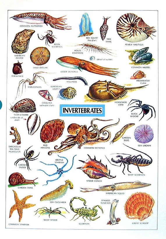 Vintage Dictionary Print Insects Invertebrates 1984