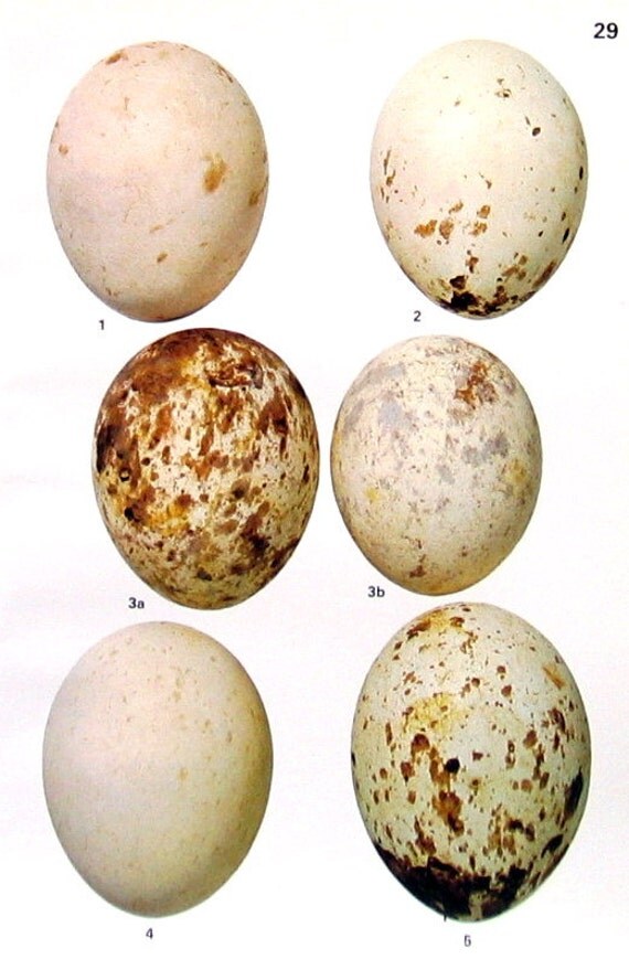 Bird Eggs Broad Winged Hawk Swainson's Hawk Rough