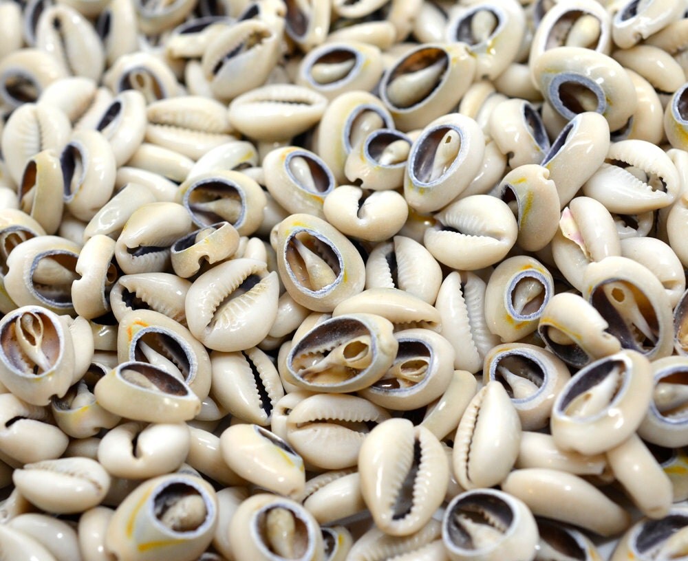 100 Sliced Cowrie Shells Cowry Shell Medium Size Sliced