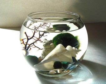 Terrarium Japan Wonder Shell Maneki Neko Lucky Cat and Marimo Moss Balls