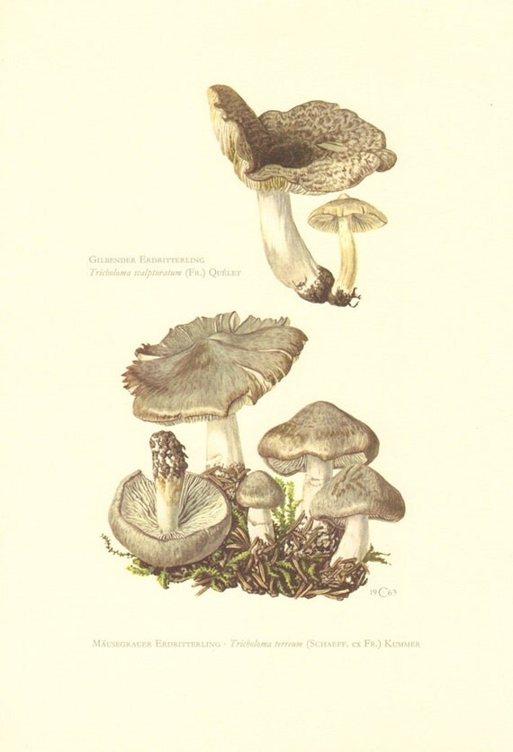 1963 Grey Knight Tricholoma terreum and Yellowing Knight Tricholoma scalpturatum Vintage Offset Lithograph