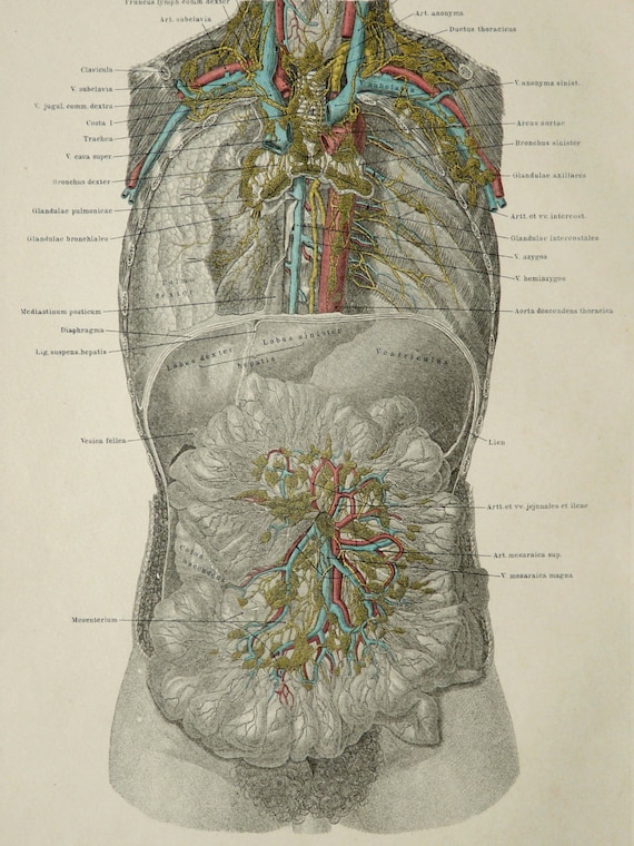 1890 Antique lithograph of HUMAN ANATOMY: Circulatory System.