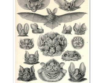 Bats Print, Vampire Bats Poster, Art Nouveau Ernst Haeckel Print, Science Print, Bats Illustration, Educational Art