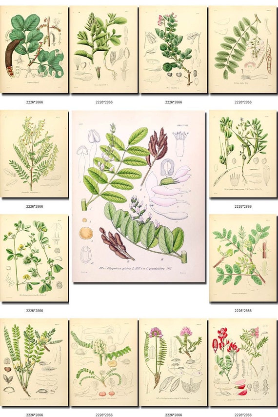 LEAVES GRASS-62 Collection of 208 vintage images vegetable botanical High resolution digital download printable herbarium flowers ferns herb