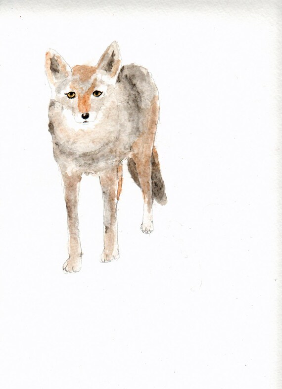 Coyote print from original watercolor. by CaliforniaWatercolor