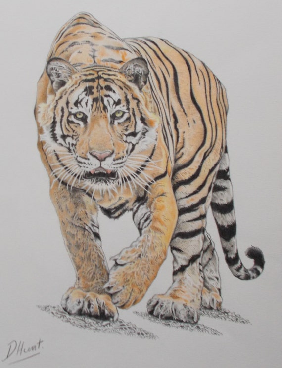 Items similar to Prowling Tiger. Print of handmade original coloured ...