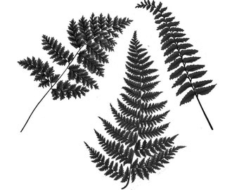 Vintage Botanical Fern Temporary Tattoo - "Fernetic - B & W"