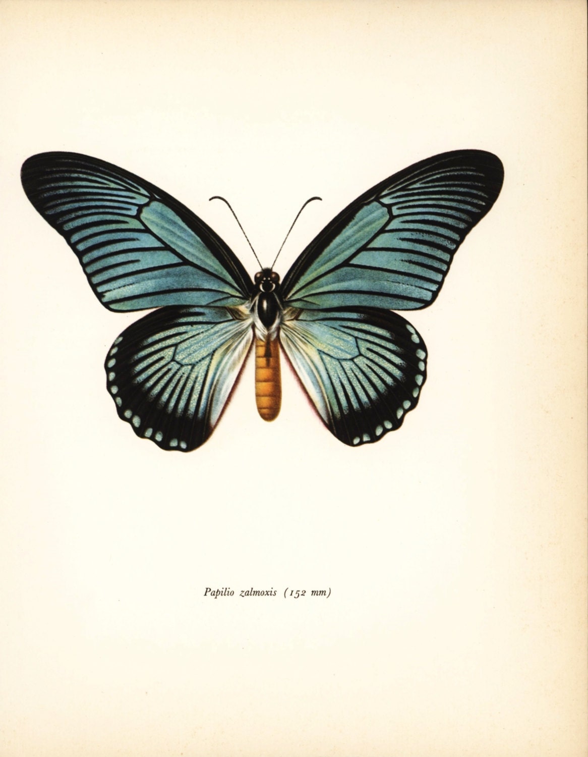 Butterfly Art African Swallowtail Print by ParagonVintagePrints