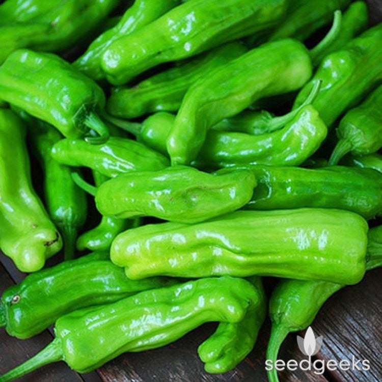 Golden Greek Pepperoncini Pepper Heirloom Seeds By Seedgeeks