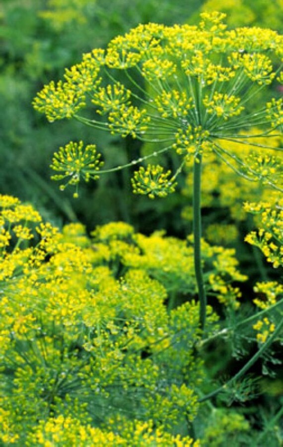 Items similar to Mammoth Dill Seeds, Flavorful Herb and Butterfly Host