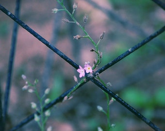 Flowers, Outdoor Photography, Nature Photography, Landscape, Garden