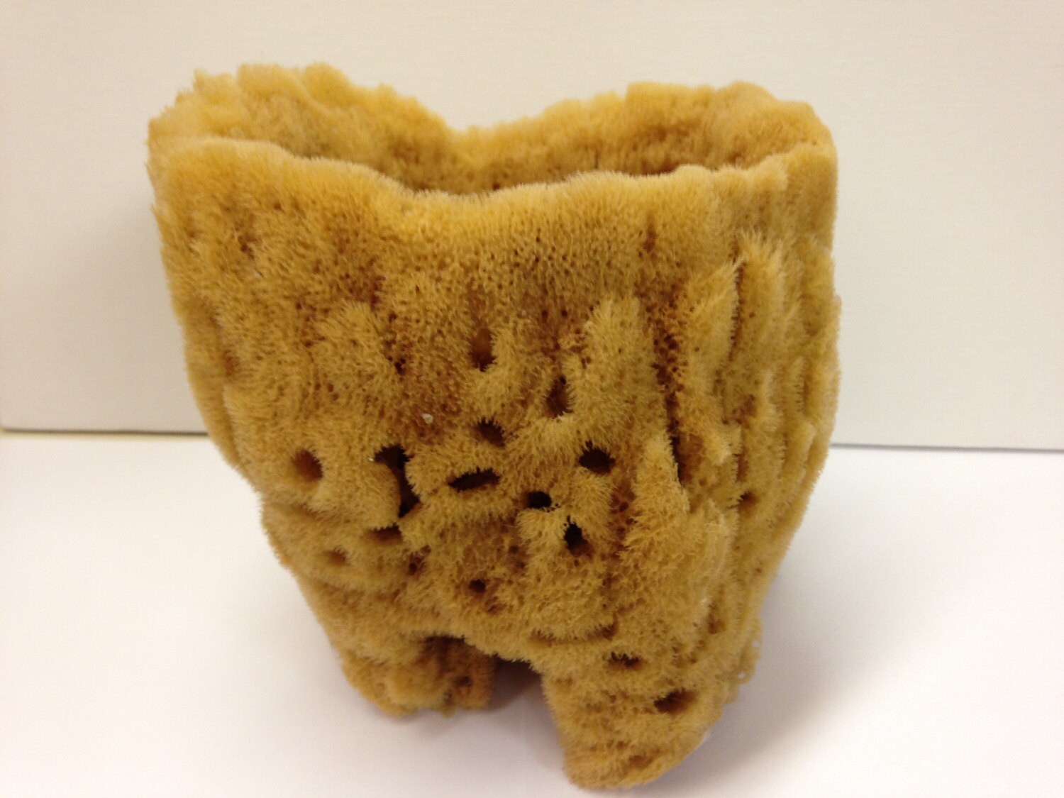 Natural Unique Decorative Sea Sponge by MotherOceanNaturals