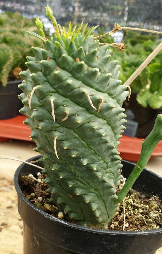 spiral cactus grass spiral cactus grass