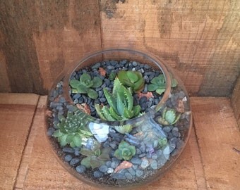 Items similar to Terrarium, fish bowl with succulents, cacti & red sand ...