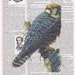 Falcon.Bird,Birthday,gift,Altered Antique Book Page,mixed media,home deco.buy 3 get 1 FREE,French,Parisian, affordable art.avian.eco;feather